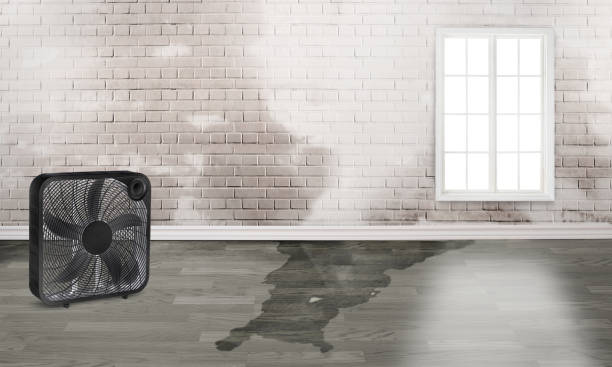 Best Basement water damage restoration  in Cape Neddick, ME
